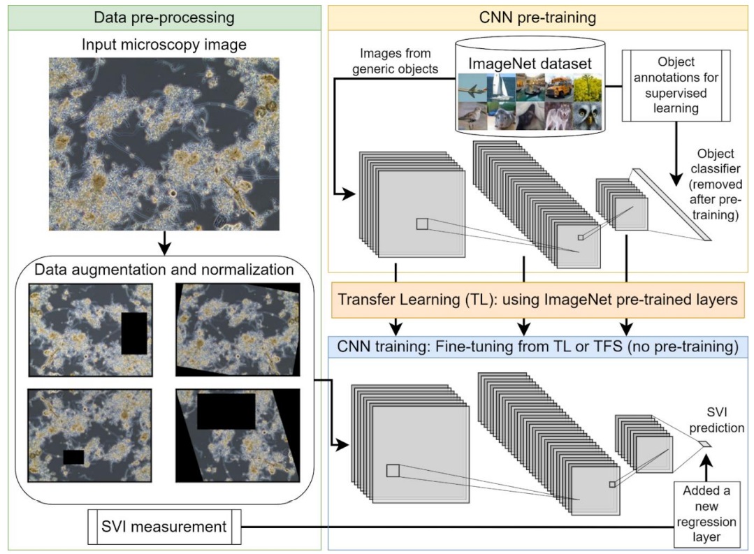 wastewater_vision 作者示意图：显微图像预处理、CNN 预训练、迁移学习与 SVI 回归